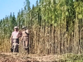 60 Ans D'innovation Dans La Semence 1960