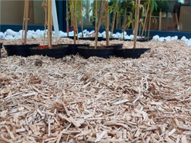 60 Ans D'innovation Dans La Semence 1980