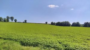 Hemp It Conseil En Developpement De Chanvre Champ