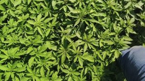 Hemp It Conseil En Developpement De Chanvre Leve 3 Semaines