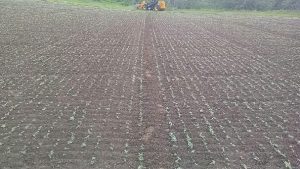 Hemp It Conseil En Developpement De Chanvre Semis