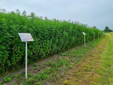 Hemp-it - Des valeurs qui fédèrent