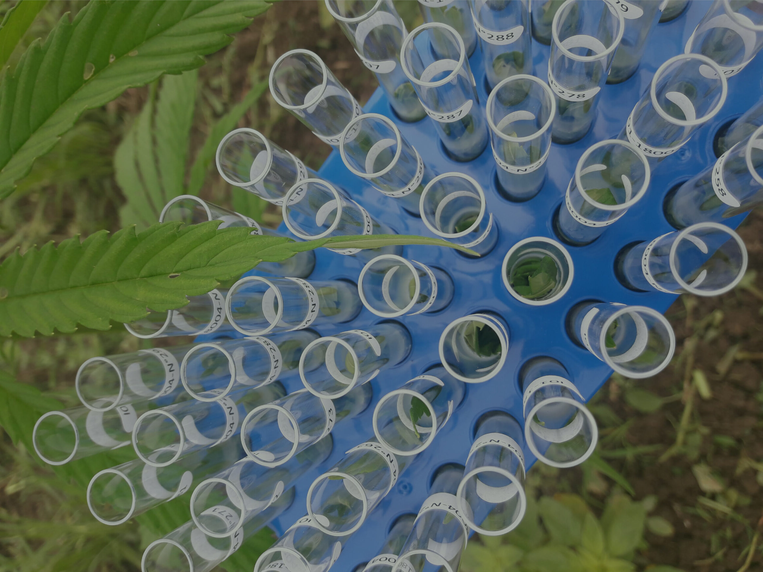 Innovation Varietale